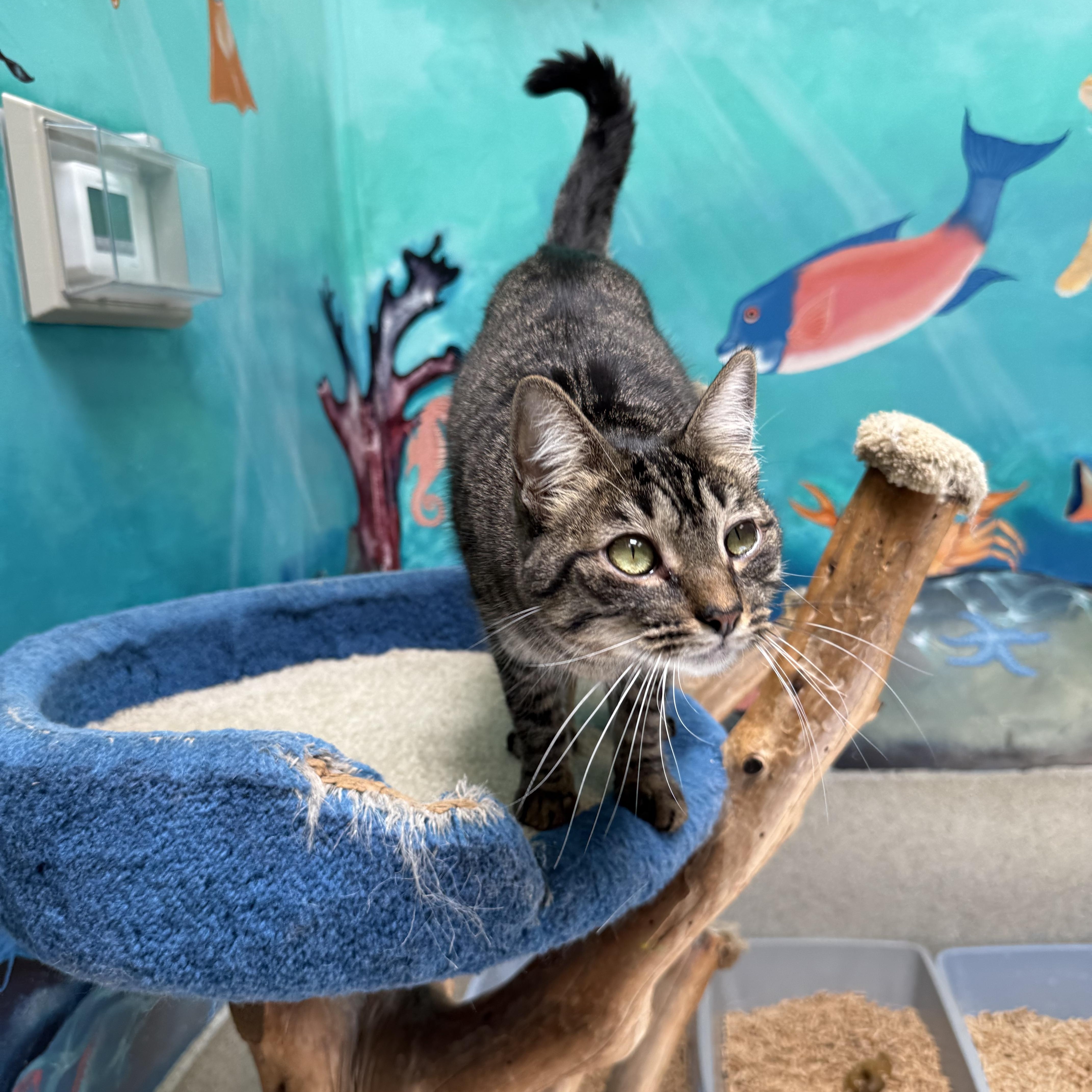 Rue , Adoptable, Young Female Tabby.