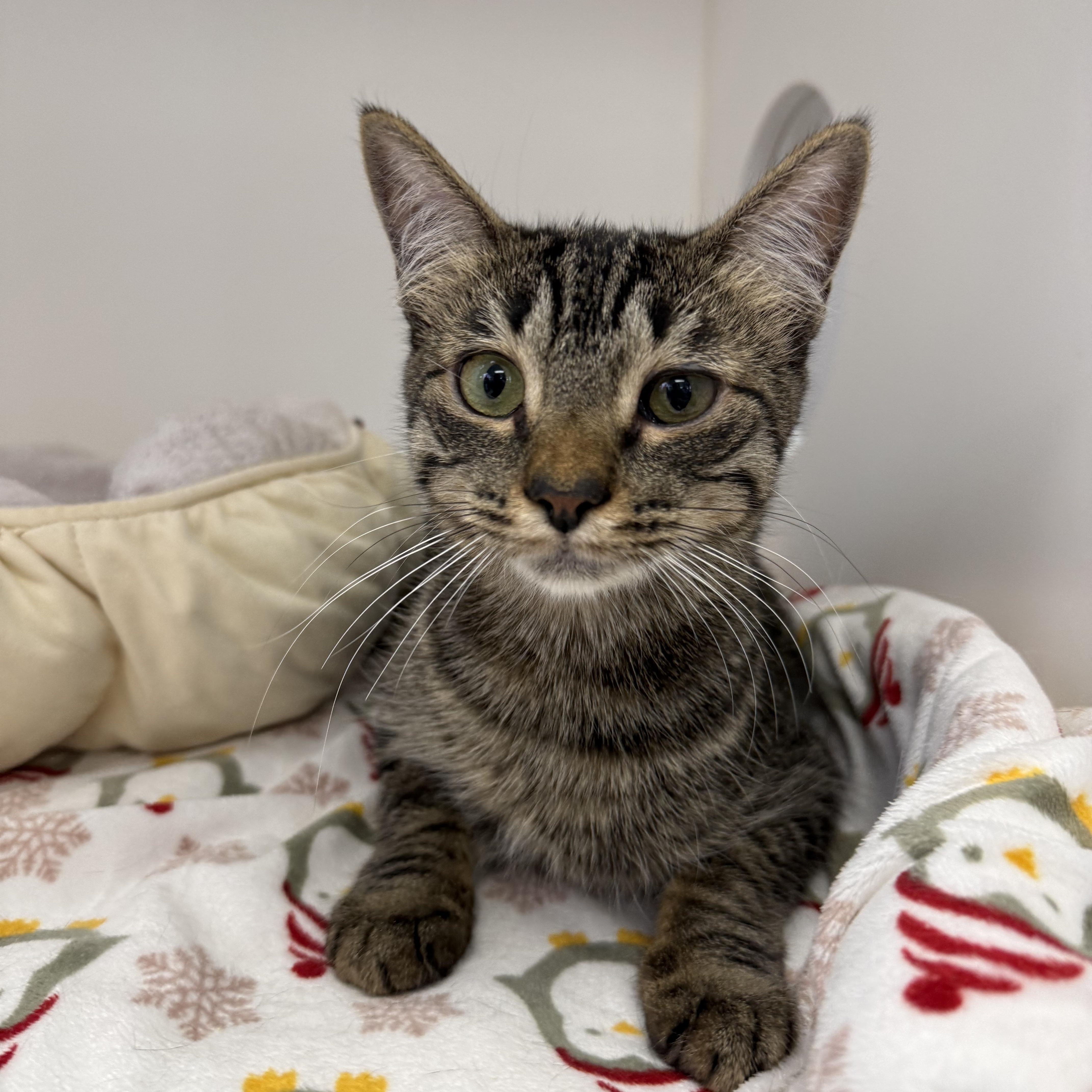 Rue , a Adoptable Tabby in Newport Beach, CA image 1/4