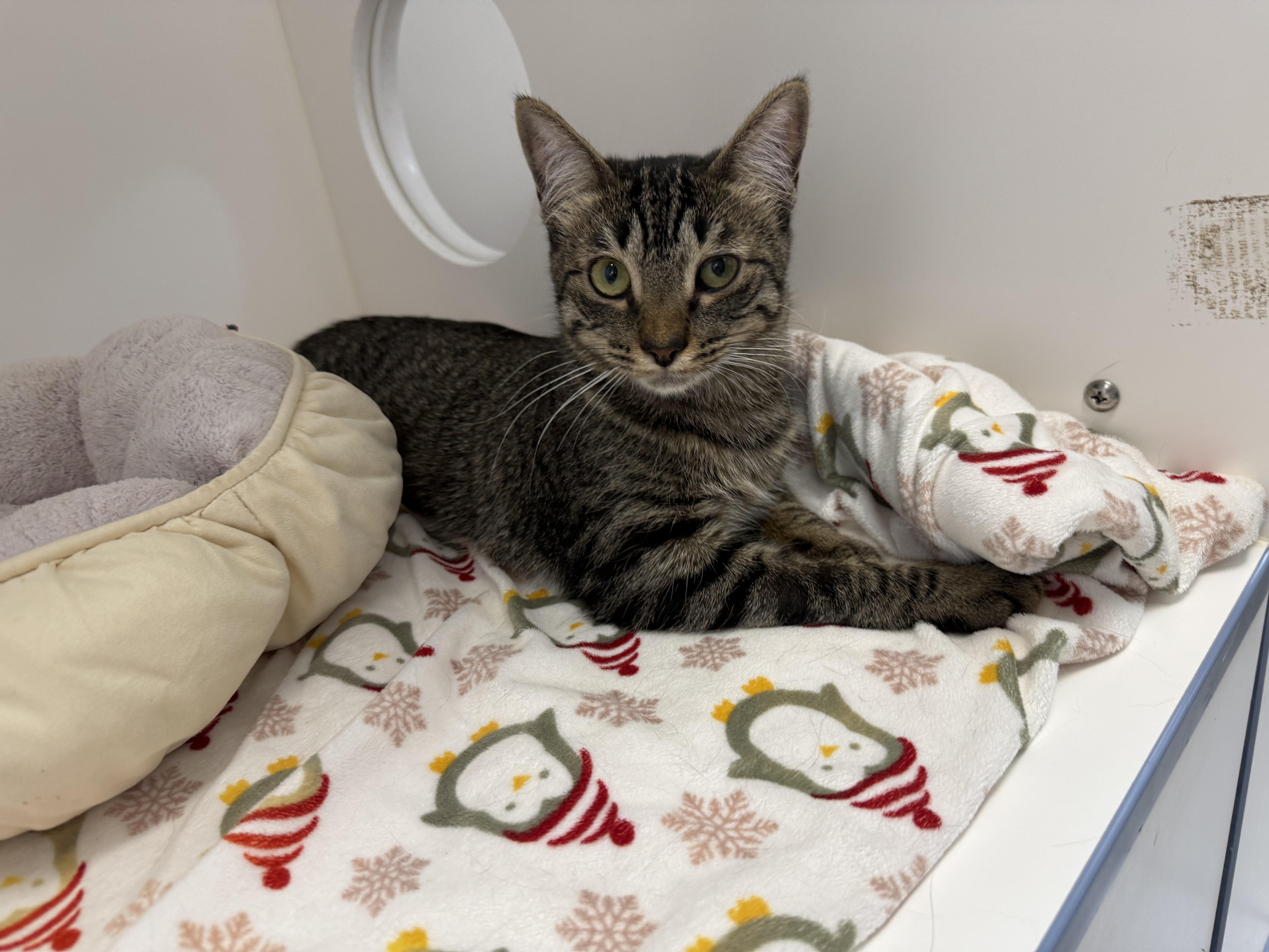 Rue , a Adoptable Tabby in Newport Beach, CA image 2/4