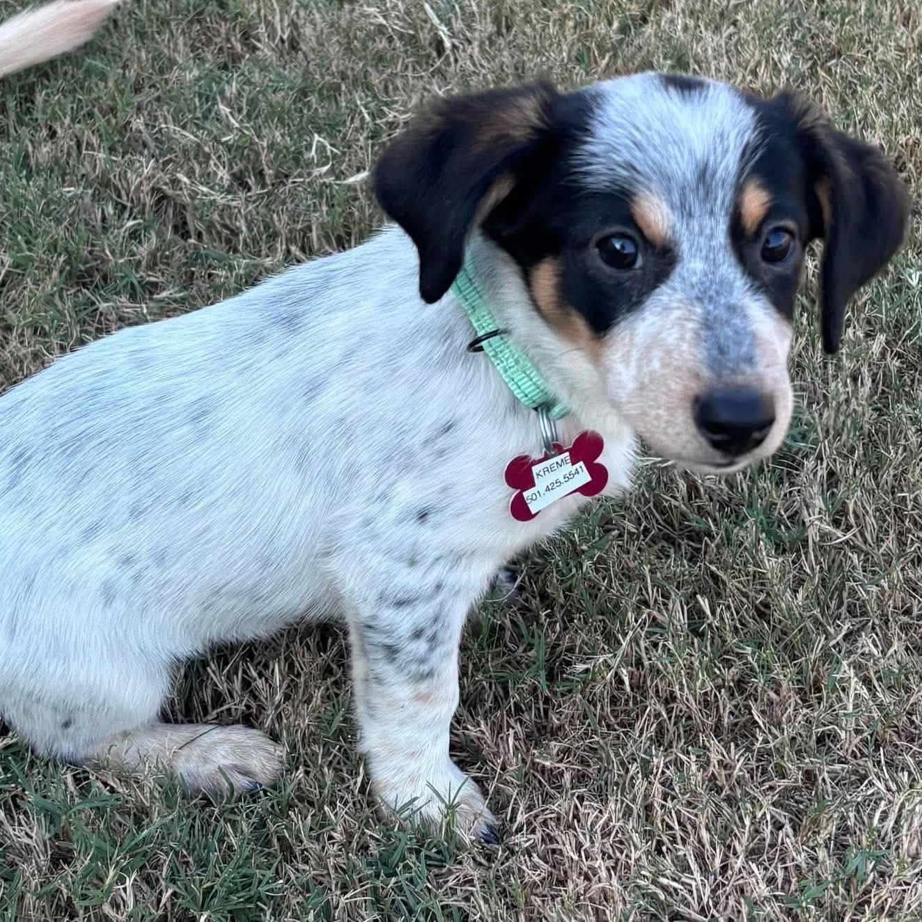 Enlarge Kreme, a Adoptable mixed breed in Pelham, NH image 4/5