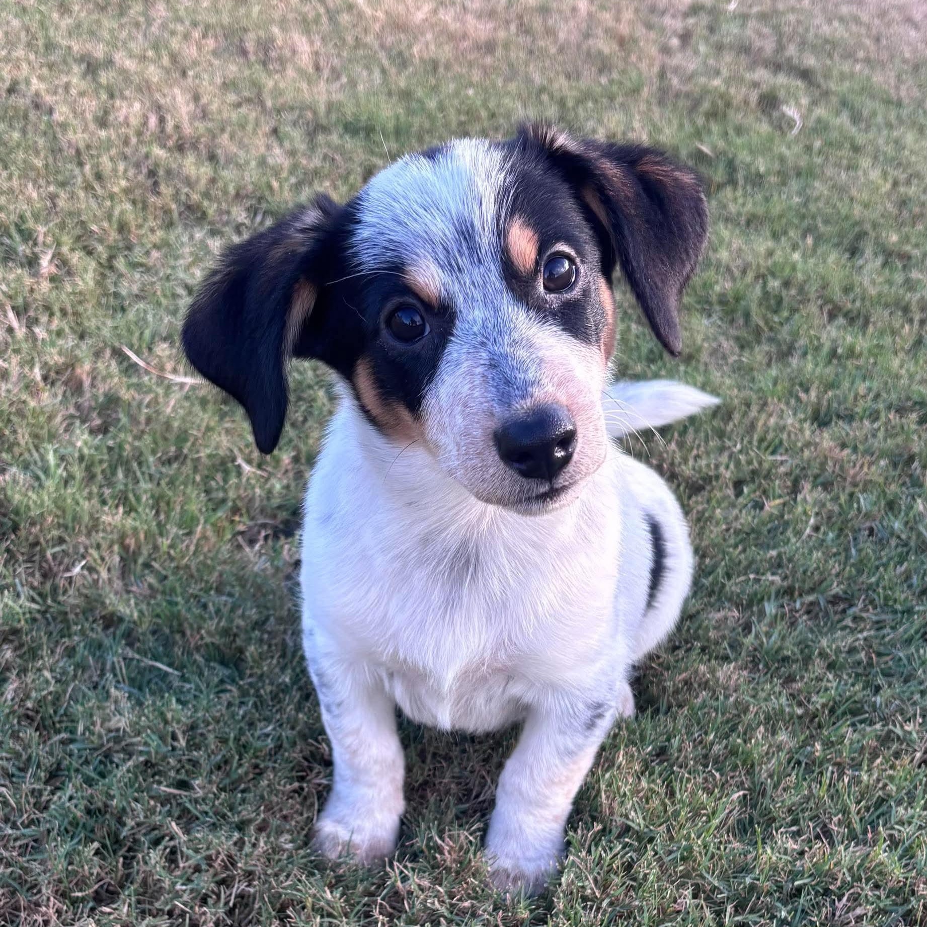 Enlarge Kreme, a Adoptable mixed breed in Pelham, NH image 5/5