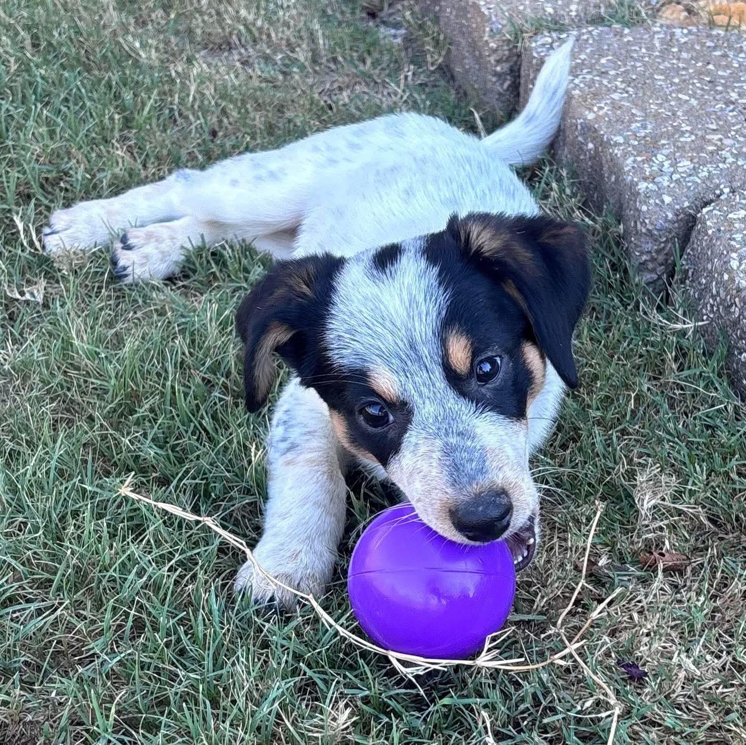 Enlarge Kreme, a Adoptable mixed breed in Pelham, NH image 2/5