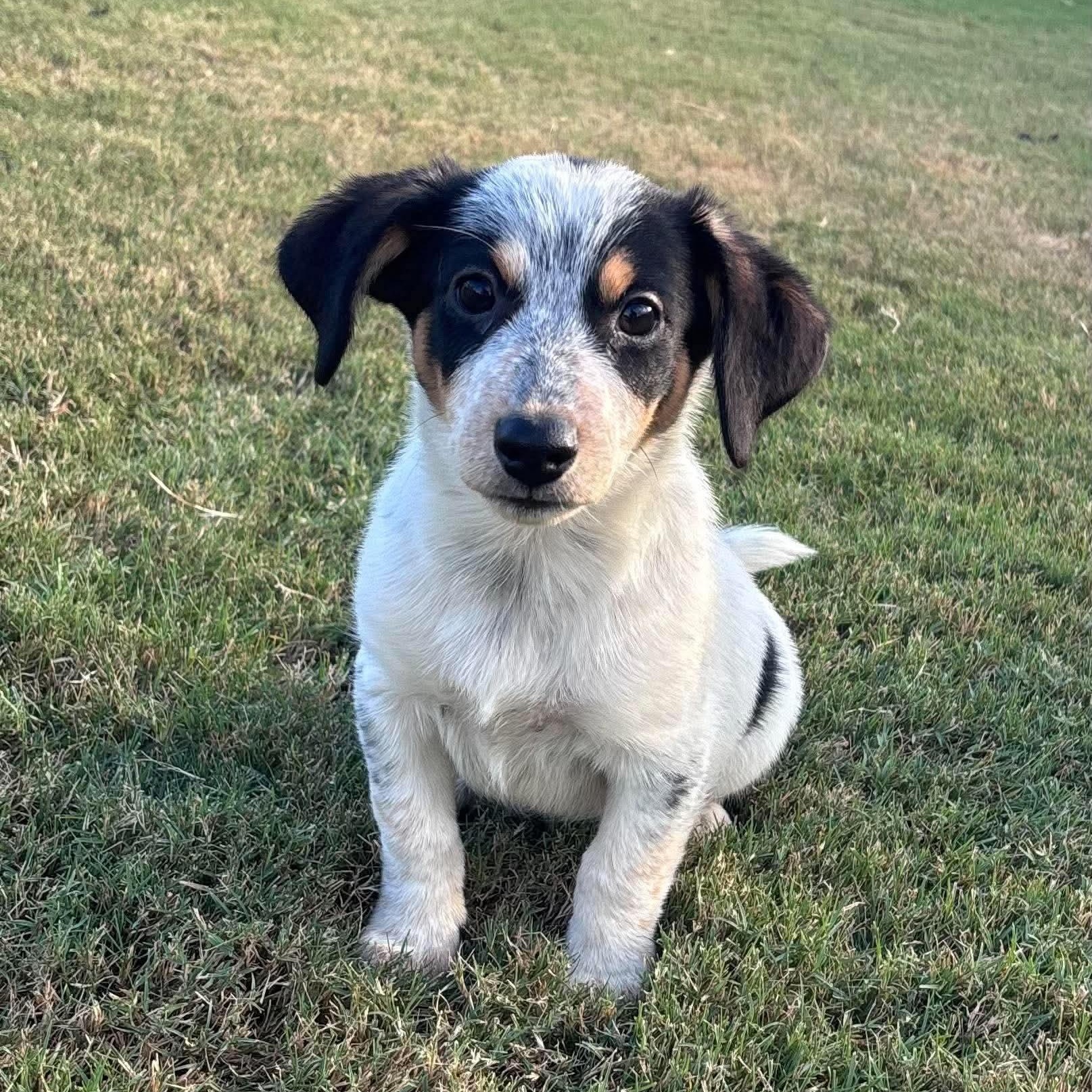 Kreme, Adoptable, Puppy Male Australian Cattle Dog / Blue Heeler & Dachshund.