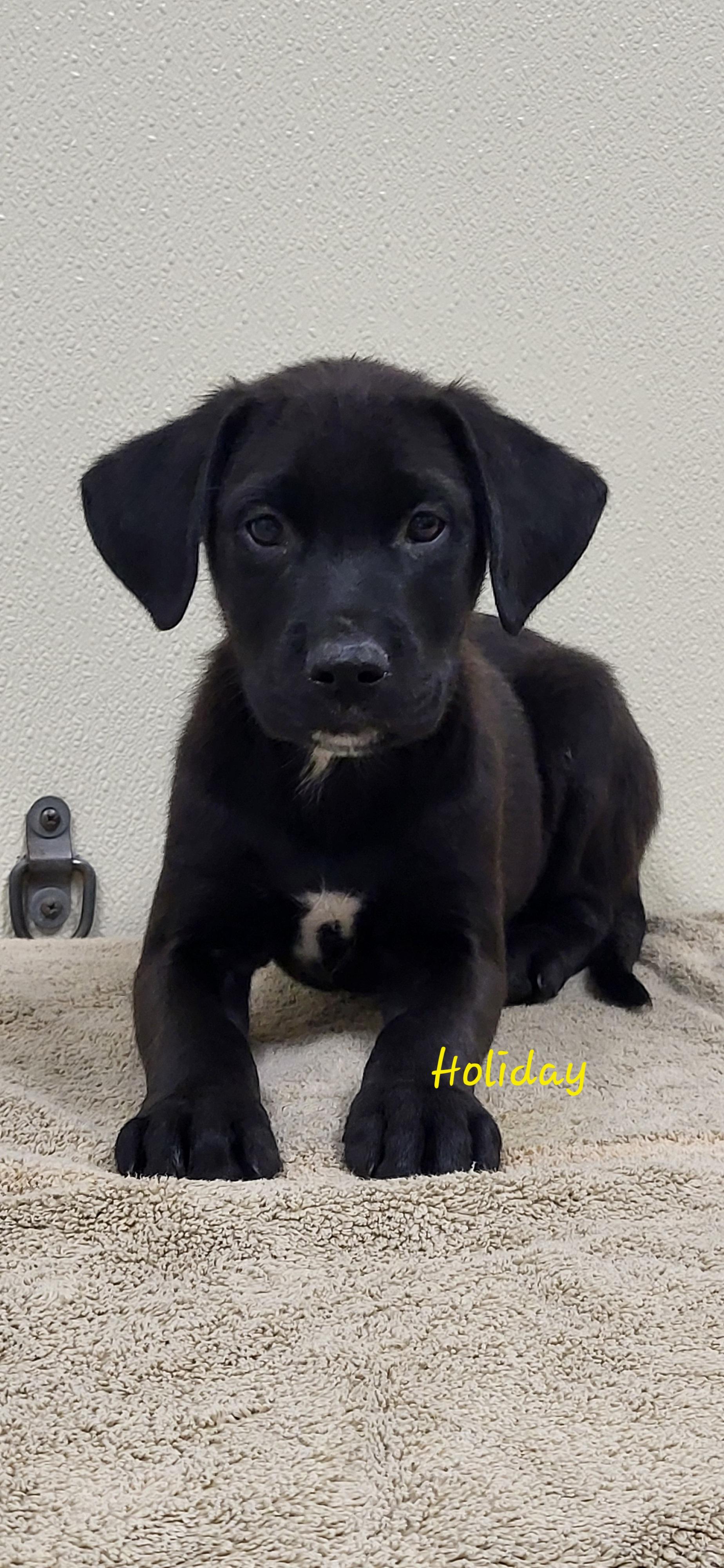 Enlarge Holiday, a ADOPTABLE mixed breed in Marion, MS image 1/1