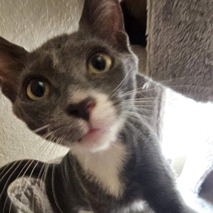 Enlarge Pinto, a Adoptable Tabby in Boston, MA image 6/6