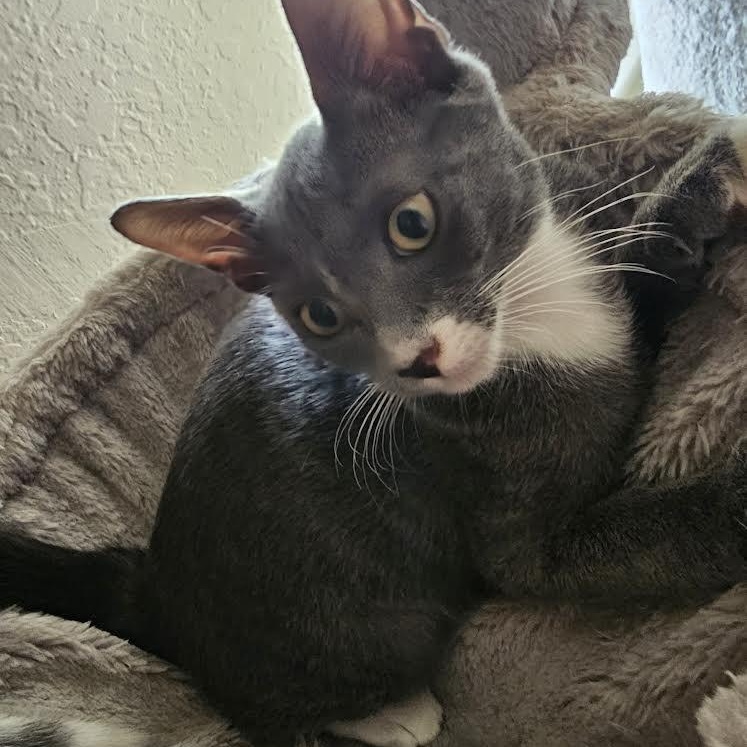 Enlarge Pinto, a Adoptable Tabby in Boston, MA image 4/6