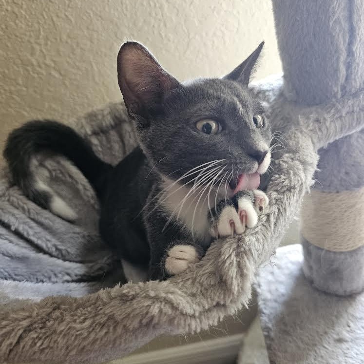 Enlarge Pinto, a Adoptable Tabby in Boston, MA image 5/6