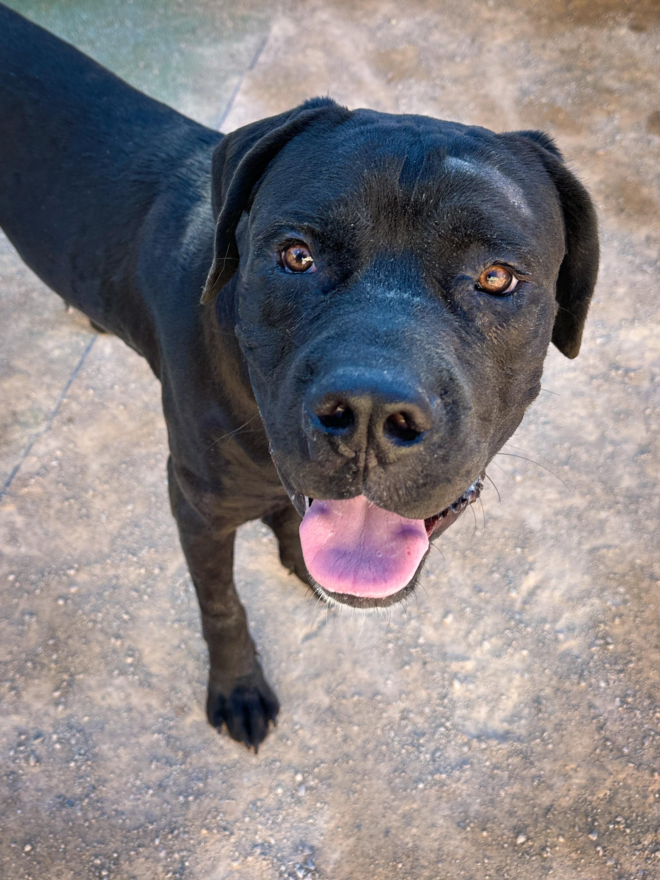 Elvis, Adoptable, Young Male American Staffordshire Terrier & Cane Corso.