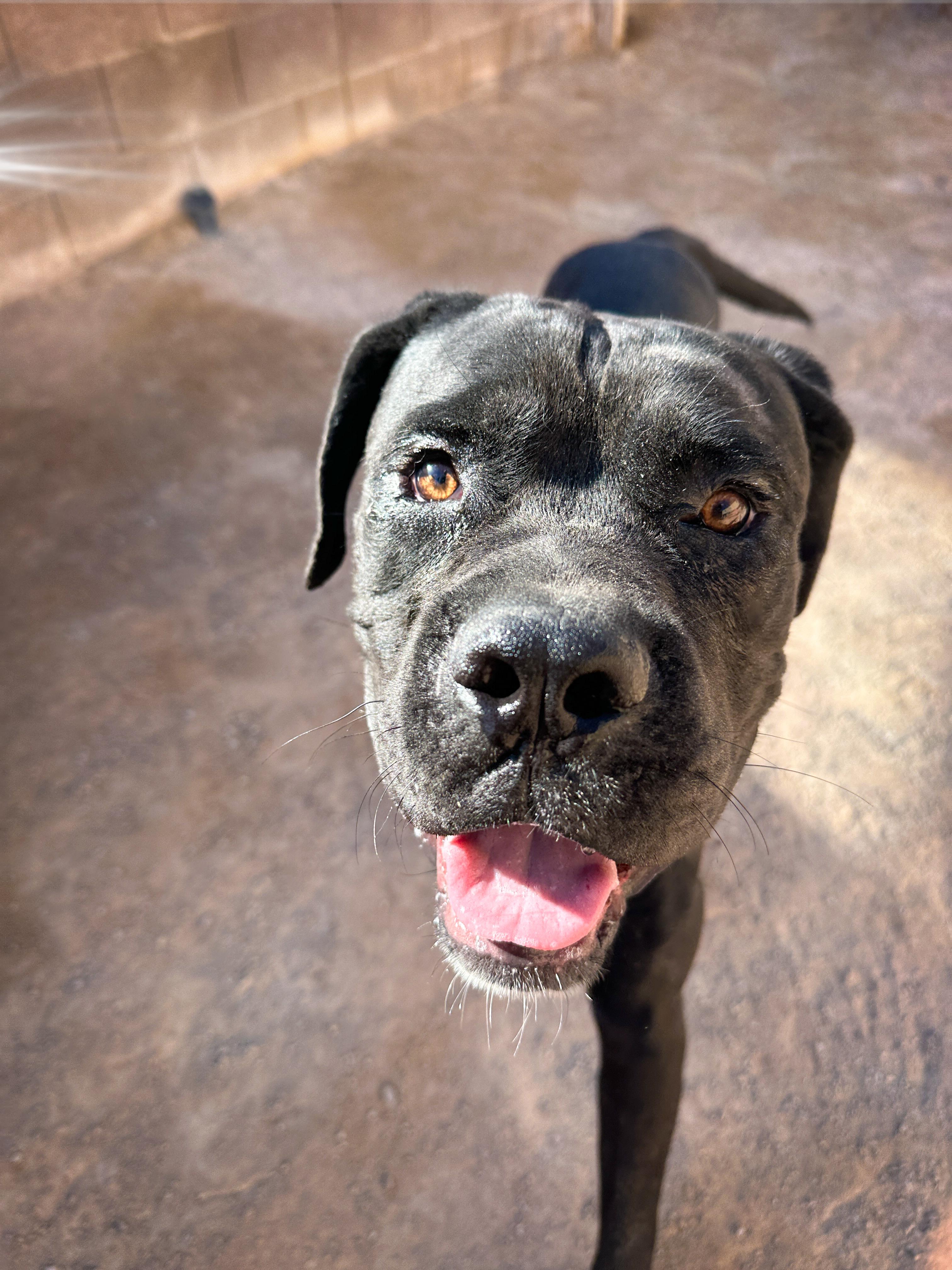 Enlarge Elvis, a Adoptable mixed breed in North Las Vegas, NV image 2/2