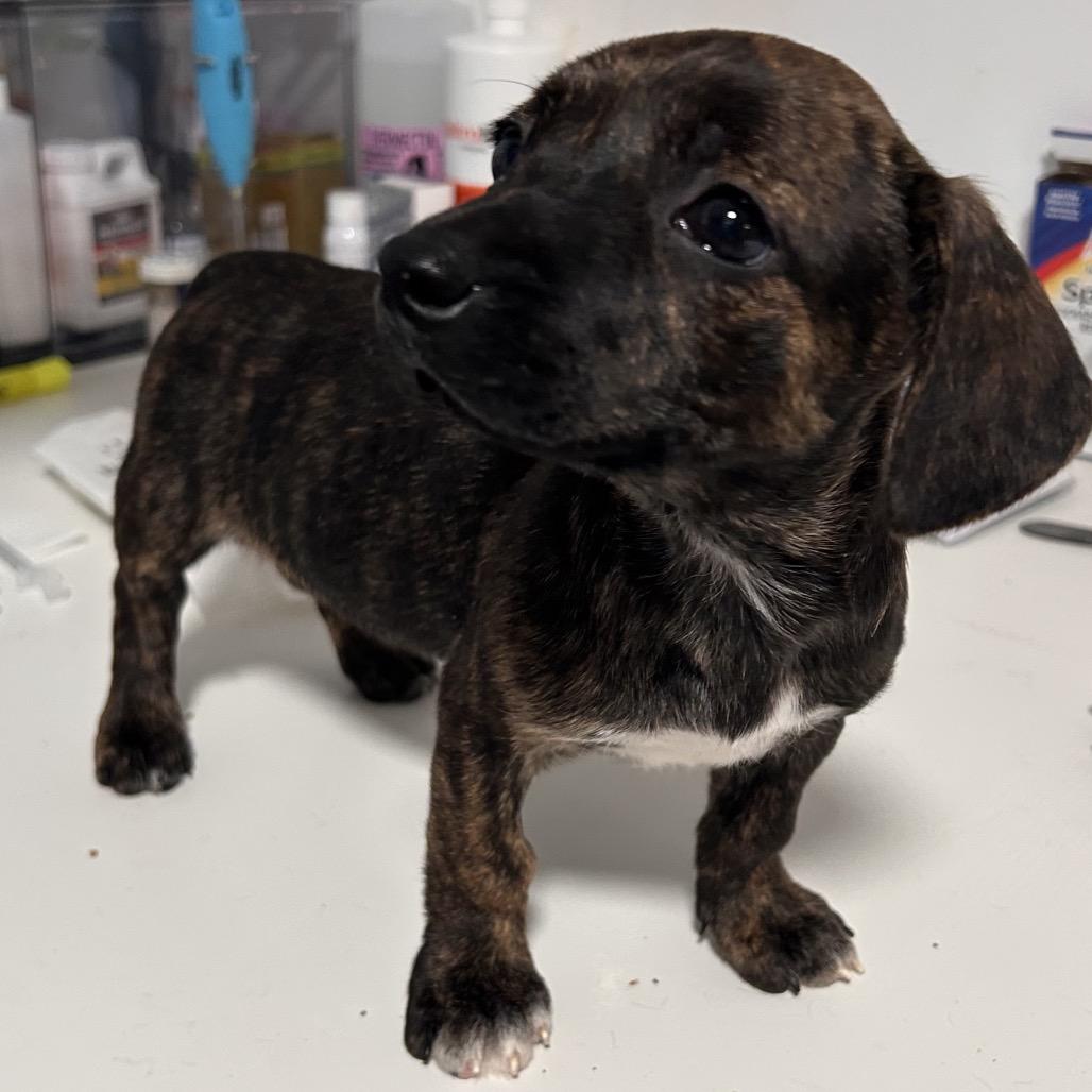Blossom, Adoptable, Puppy Female Mixed Breed.