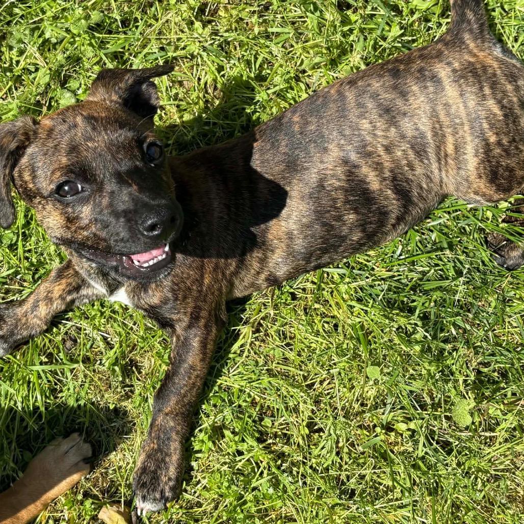 Enlarge Blossom, a Adoptable Mixed Breed in Fredericksburg, VA image 1/3