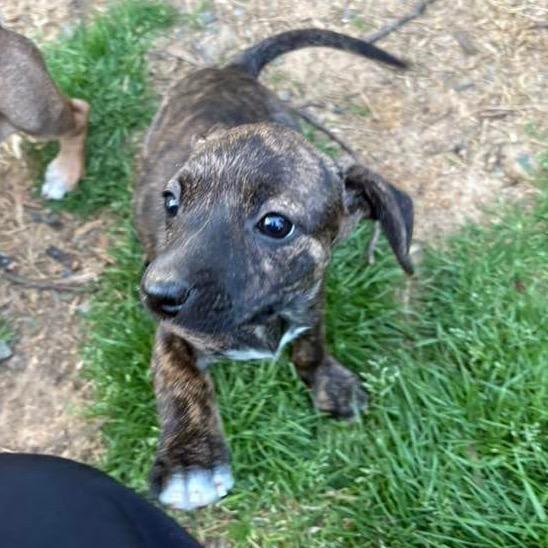 Enlarge Blossom, a Adoptable Mixed Breed in Fredericksburg, VA image 2/3