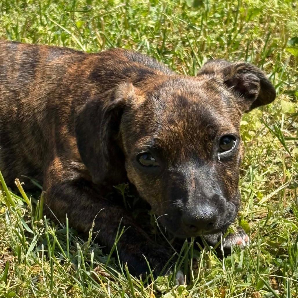 Enlarge Blossom, a Adoptable Mixed Breed in Fredericksburg, VA image 3/3