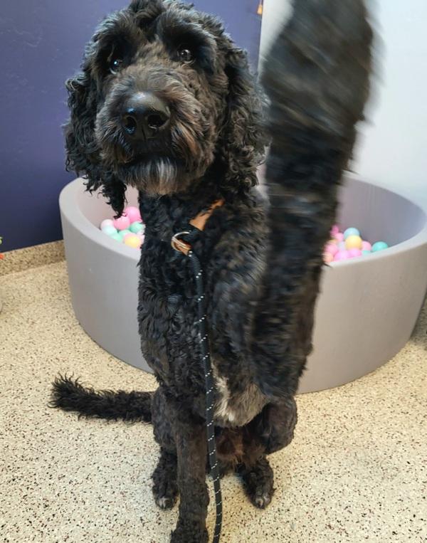 Enlarge Nixon 45663, a Adoptable mixed breed in Pocatello, ID image 2/5