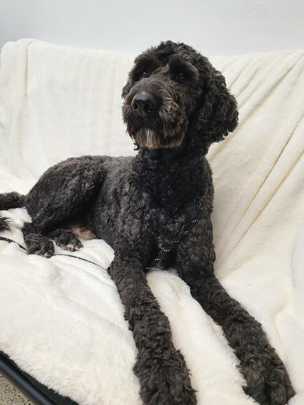 Enlarge Nixon 45663, a Adoptable mixed breed in Pocatello, ID image 3/5