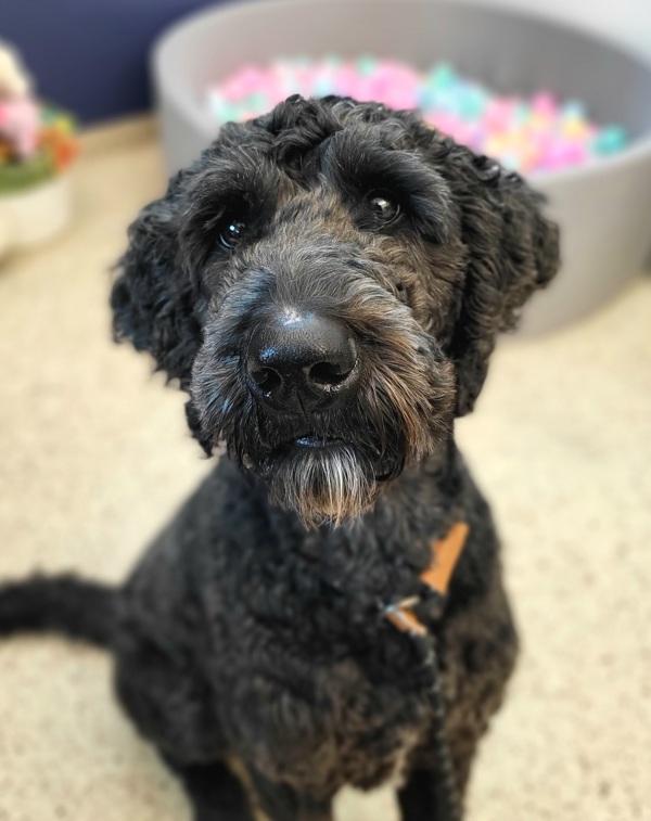 Enlarge Nixon 45663, a Adoptable mixed breed in Pocatello, ID image 1/5