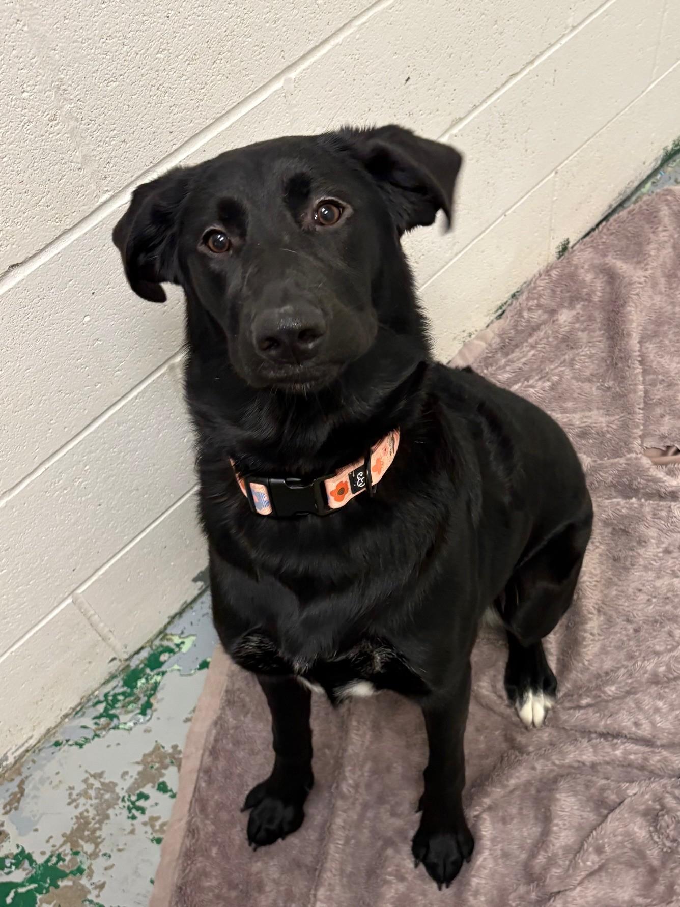 Nelly, adoptable, Young Female Black Labrador Retriever.