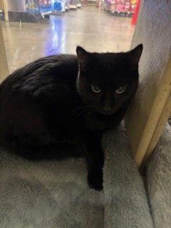 Tansy, Adoptable, Young Female Domestic Short Hair.