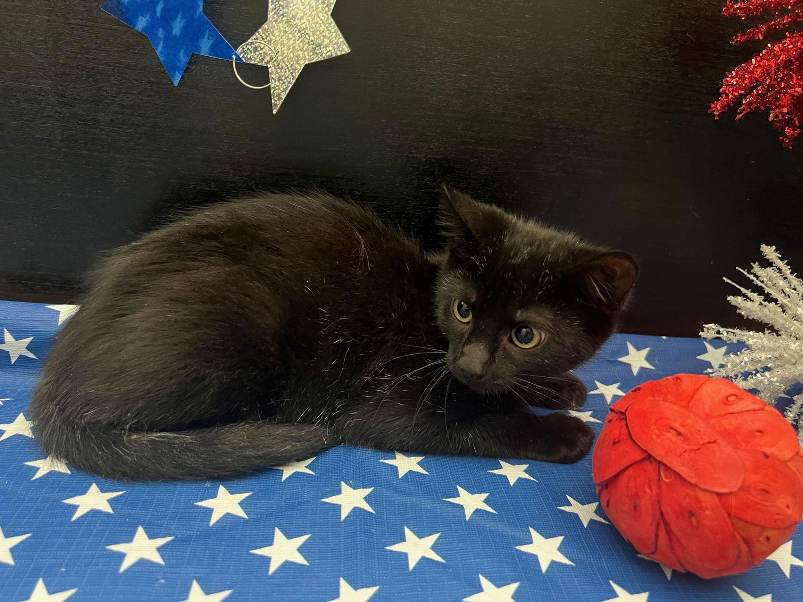 Tansy, a Adoptable Domestic Short Hair in Fayetteville, GA image 1/3