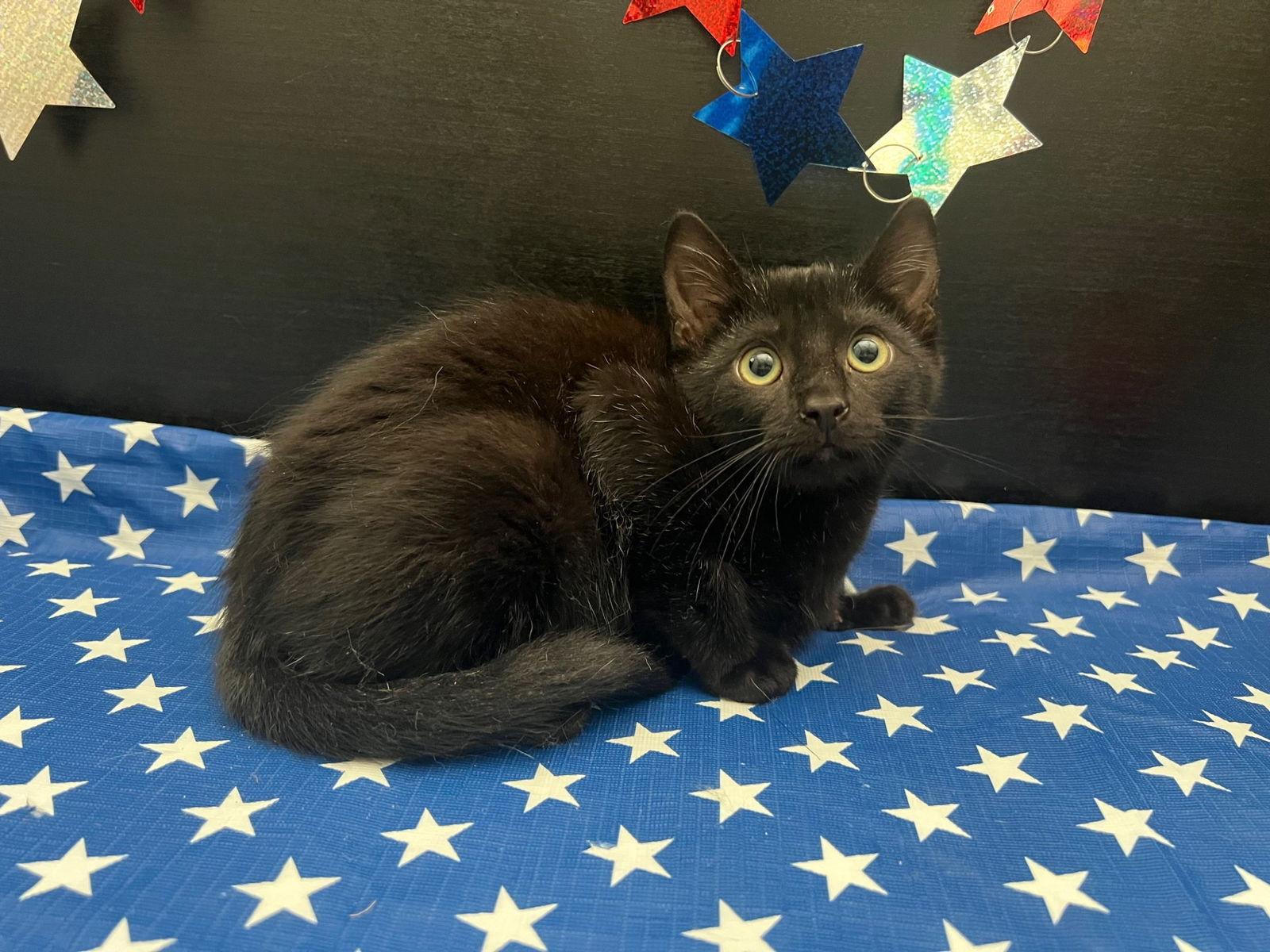 Tansy, a Adoptable Domestic Short Hair in Fayetteville, GA image 2/3