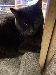 Enlarge Tansy, a Adoptable Domestic Short Hair in Fayetteville, GA image 2/3