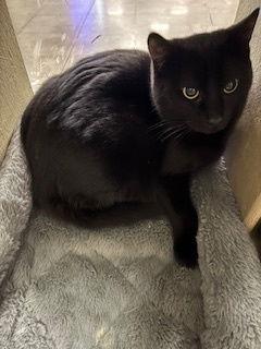 Enlarge Tansy, a Adoptable Domestic Short Hair in Fayetteville, GA image 3/3