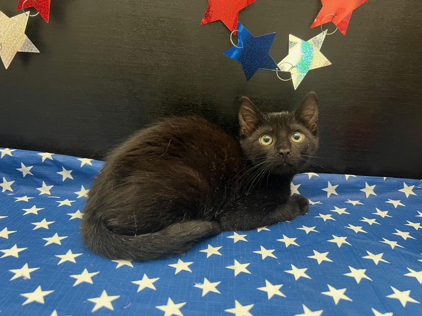 Tansy, a Adoptable Domestic Short Hair in Fayetteville, GA image 3/3