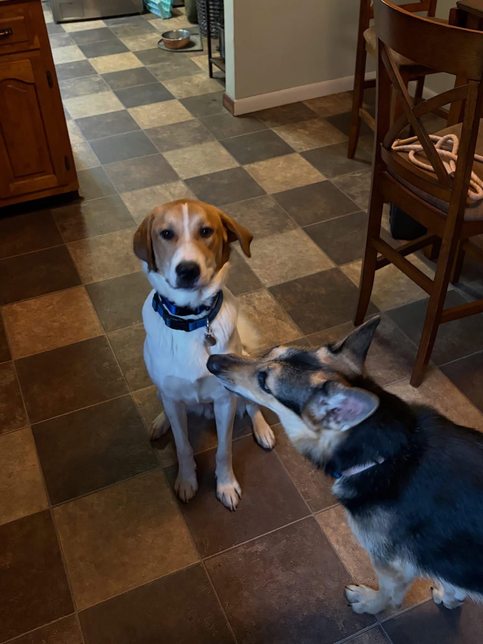 Enlarge Stormy, a Adoptable mixed breed in Mattoon, IL image 2/3