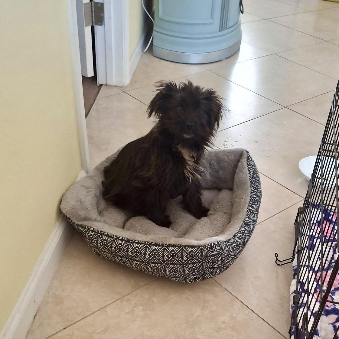 Enlarge Gigi, a ADOPTABLE mixed breed in Port Saint Lucie, FL image 1/1