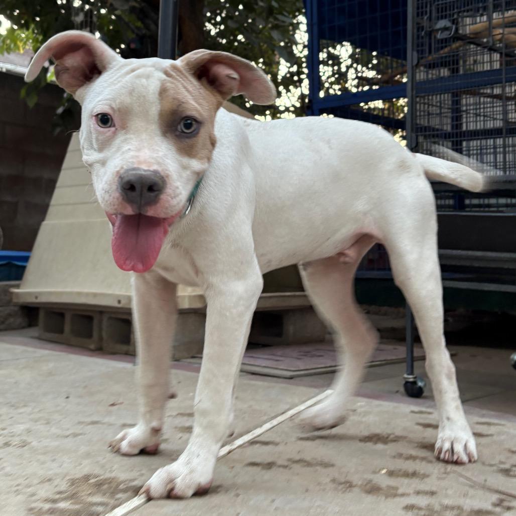 Enlarge Clyde, a Adoptable Pit Bull Terrier in Riverside, CA image 1/6