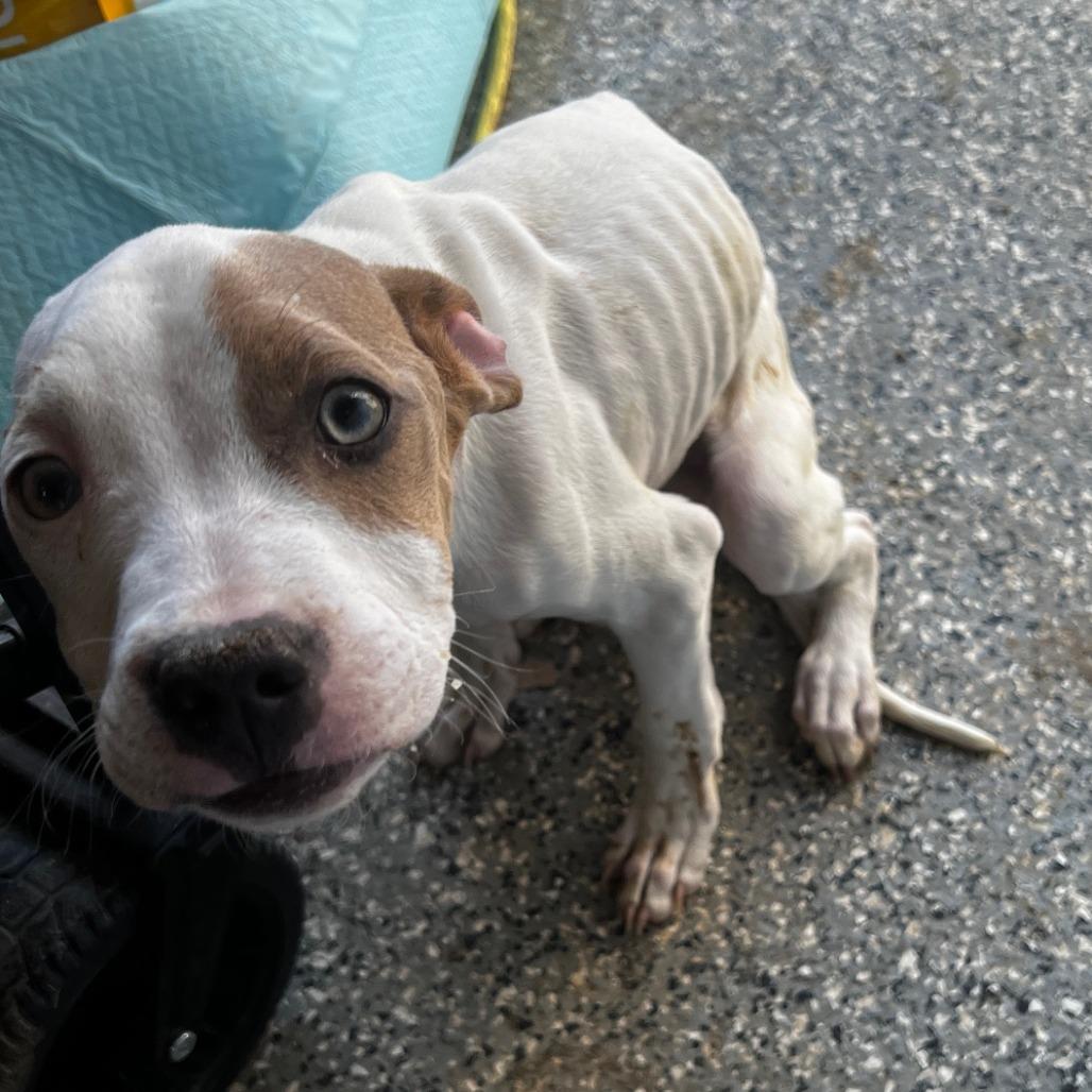 Enlarge Clyde, a Adoptable Pit Bull Terrier in Riverside, CA image 2/6