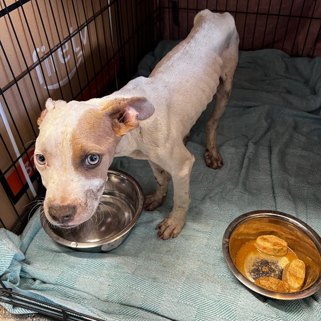 Enlarge Clyde, a Adoptable Pit Bull Terrier in Riverside, CA image 3/6