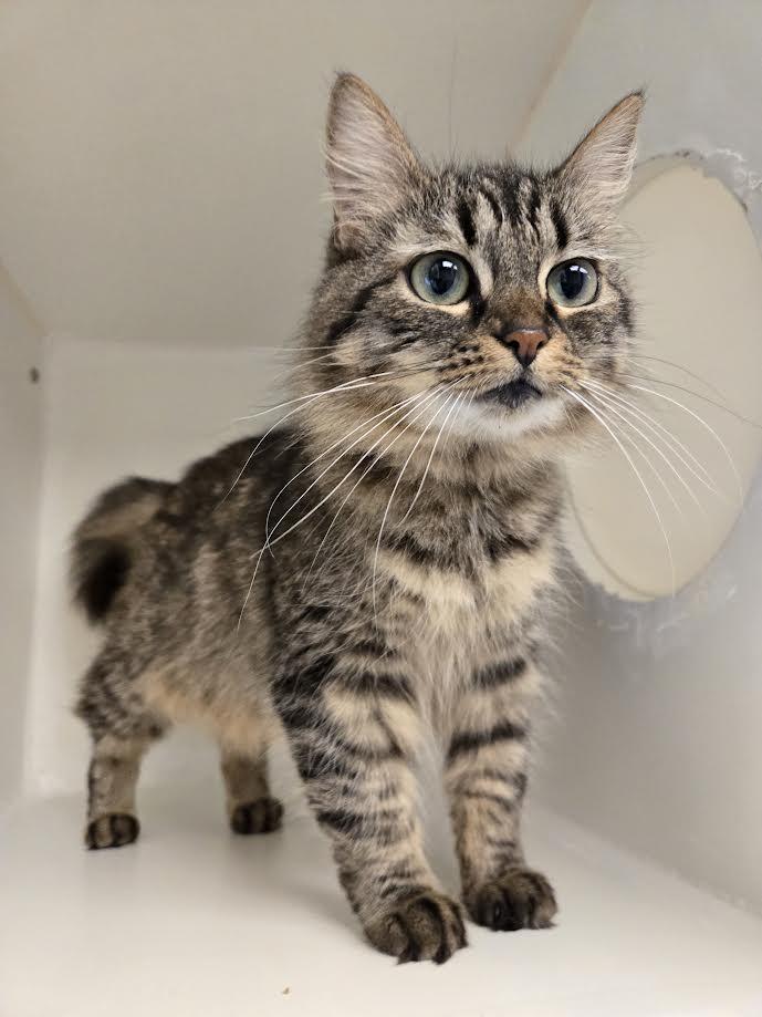 Johnny, adopted, Young Female Domestic Long Hair.