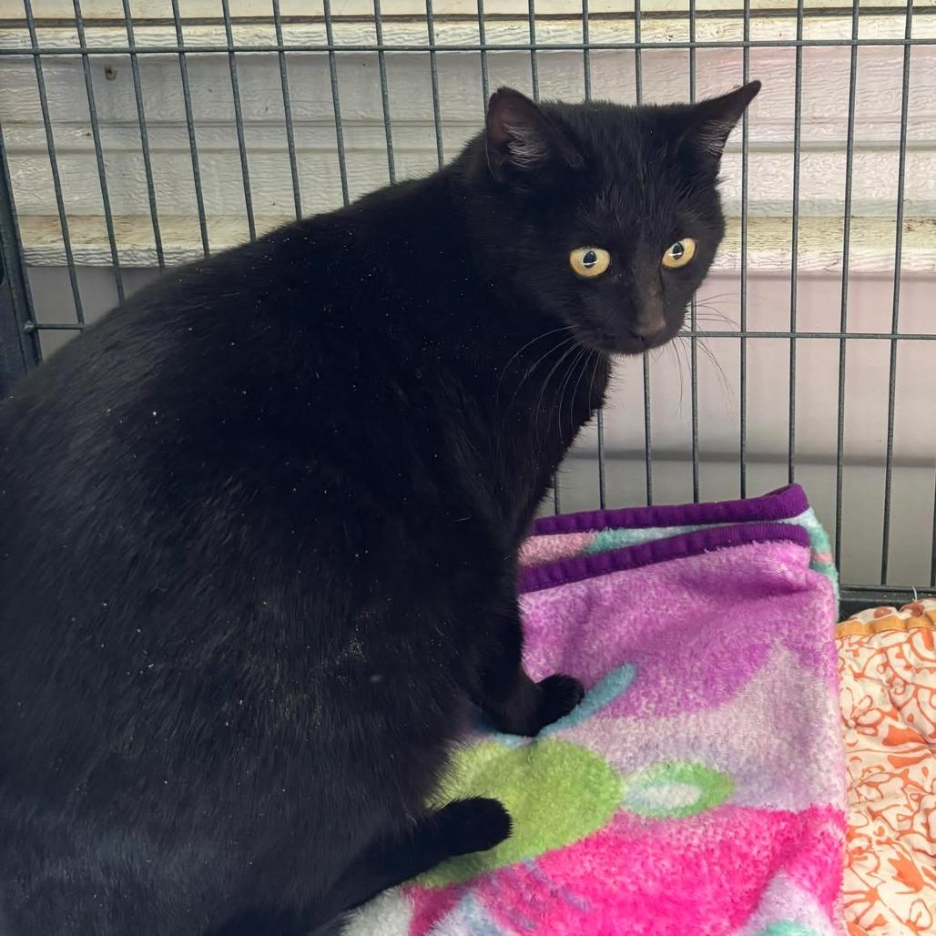 Petunia, a Adoptable Domestic Short Hair in Nampa, ID image 2/3