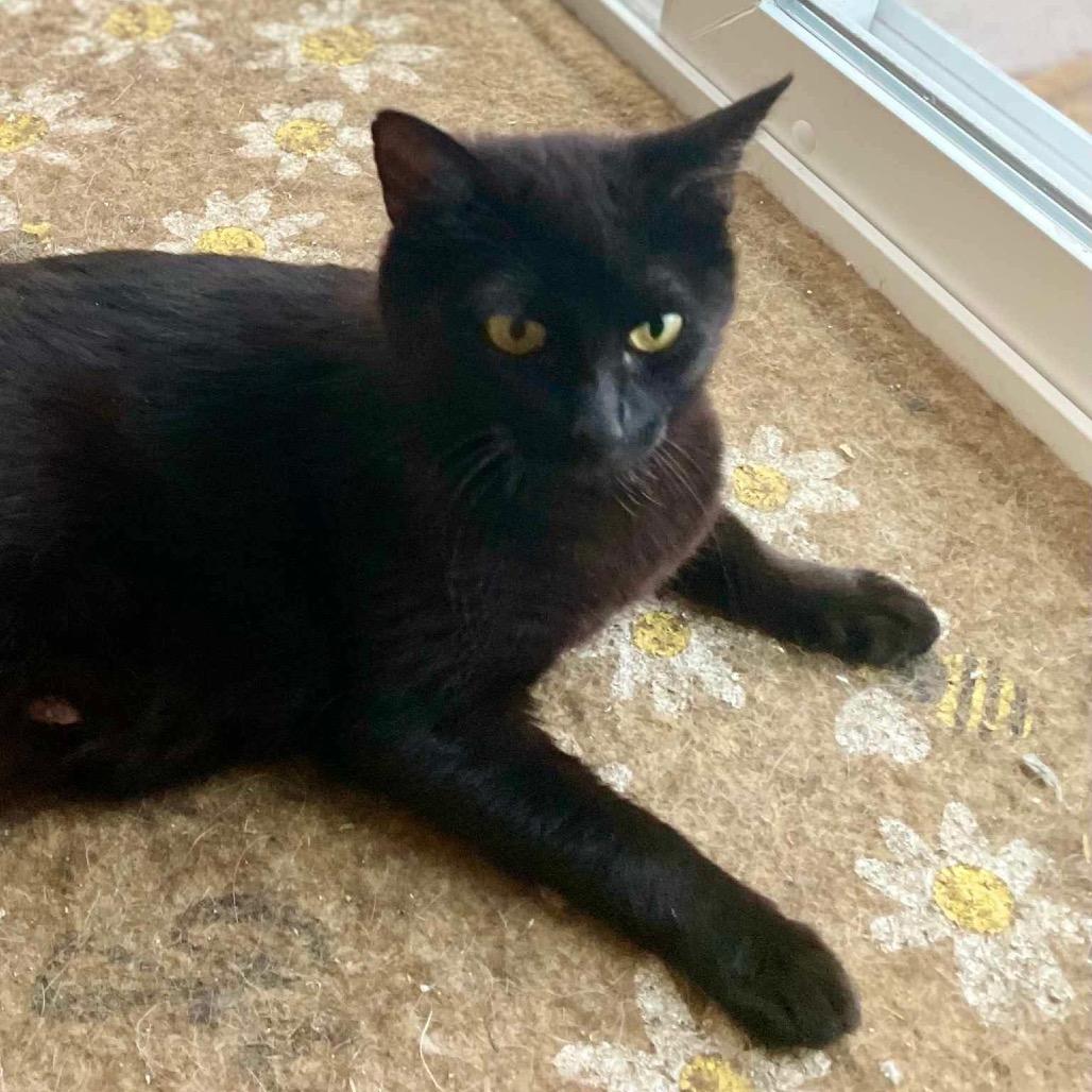 Petunia, a Adoptable Domestic Short Hair in Nampa, ID image 3/3