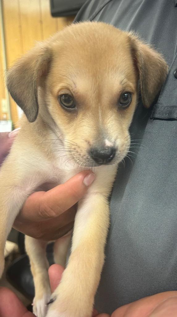 Marley, Adopted, Puppy Female Labrador Retriever.