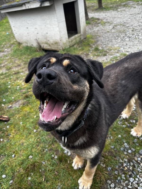 Kj, Adoptable, Young Male Rottweiler & Mastiff.