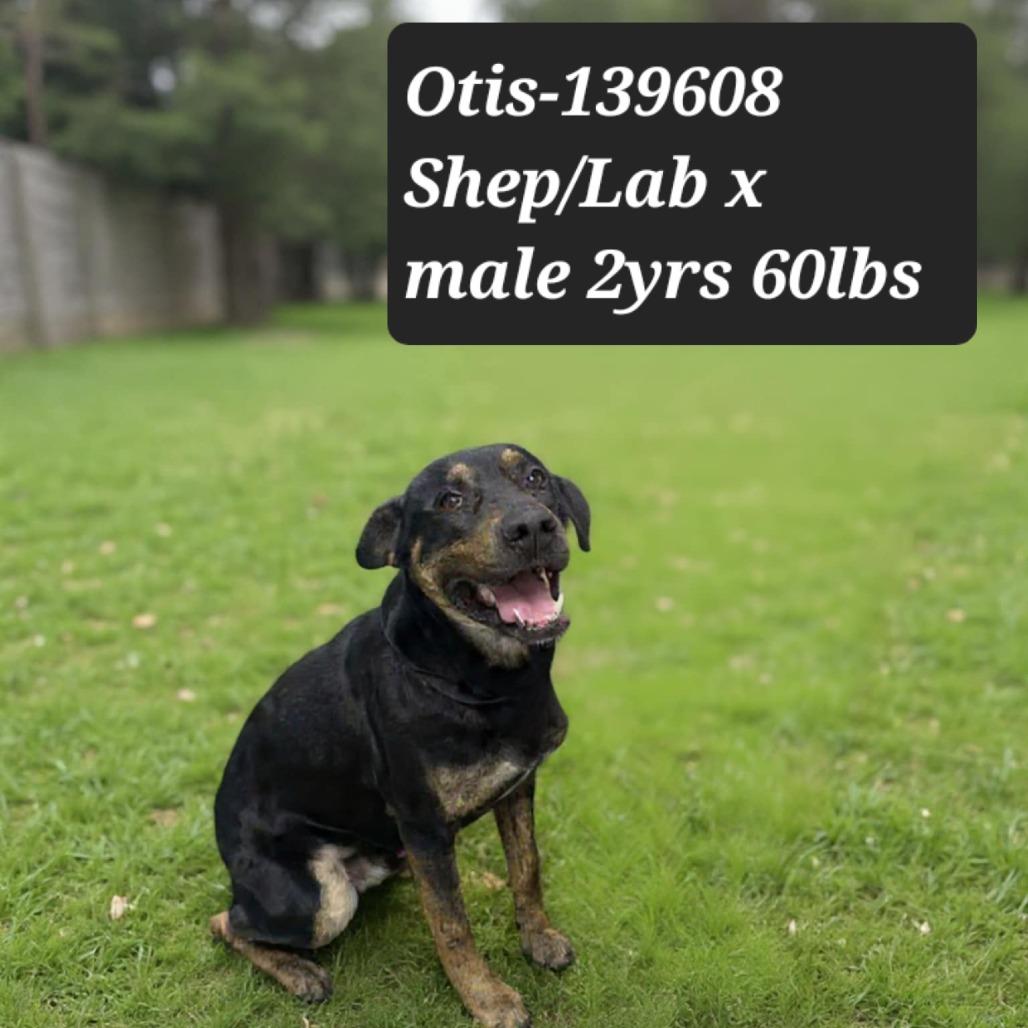 Otis, Adoptable, Puppy Male Shepherd & Black Labrador Retriever.