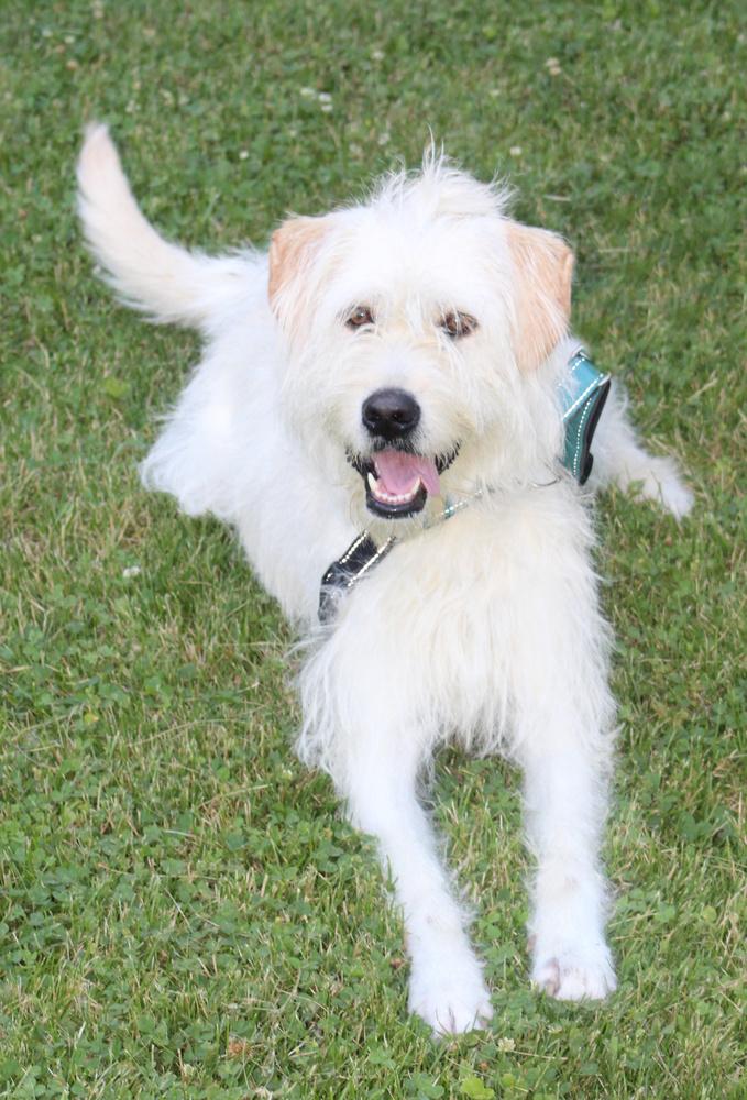 Lucy, a Adoptable mixed breed in Lafayette, IN image 1/4