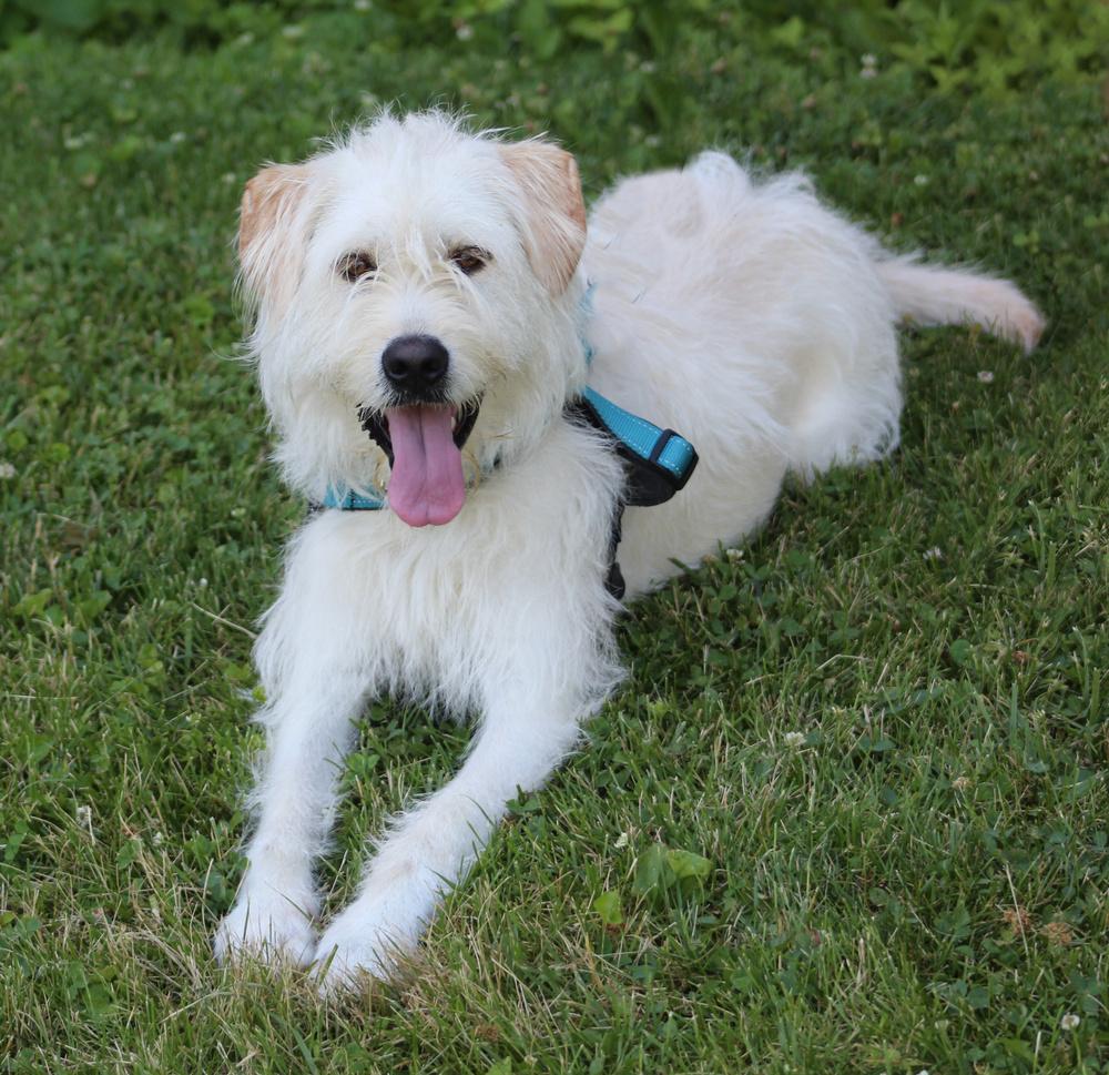 Lucy, a Adoptable mixed breed in Lafayette, IN image 2/4