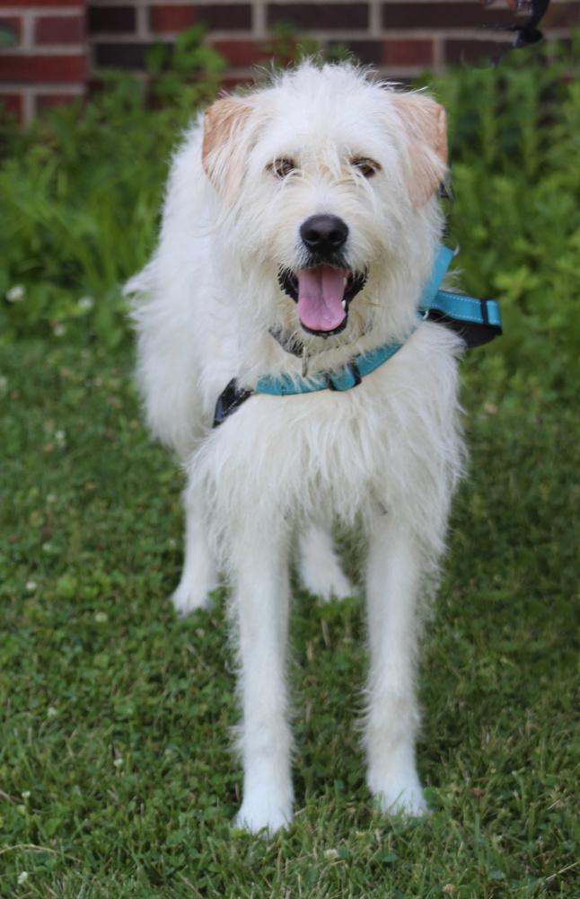 Lucy, a Adoptable mixed breed in Lafayette, IN image 4/4