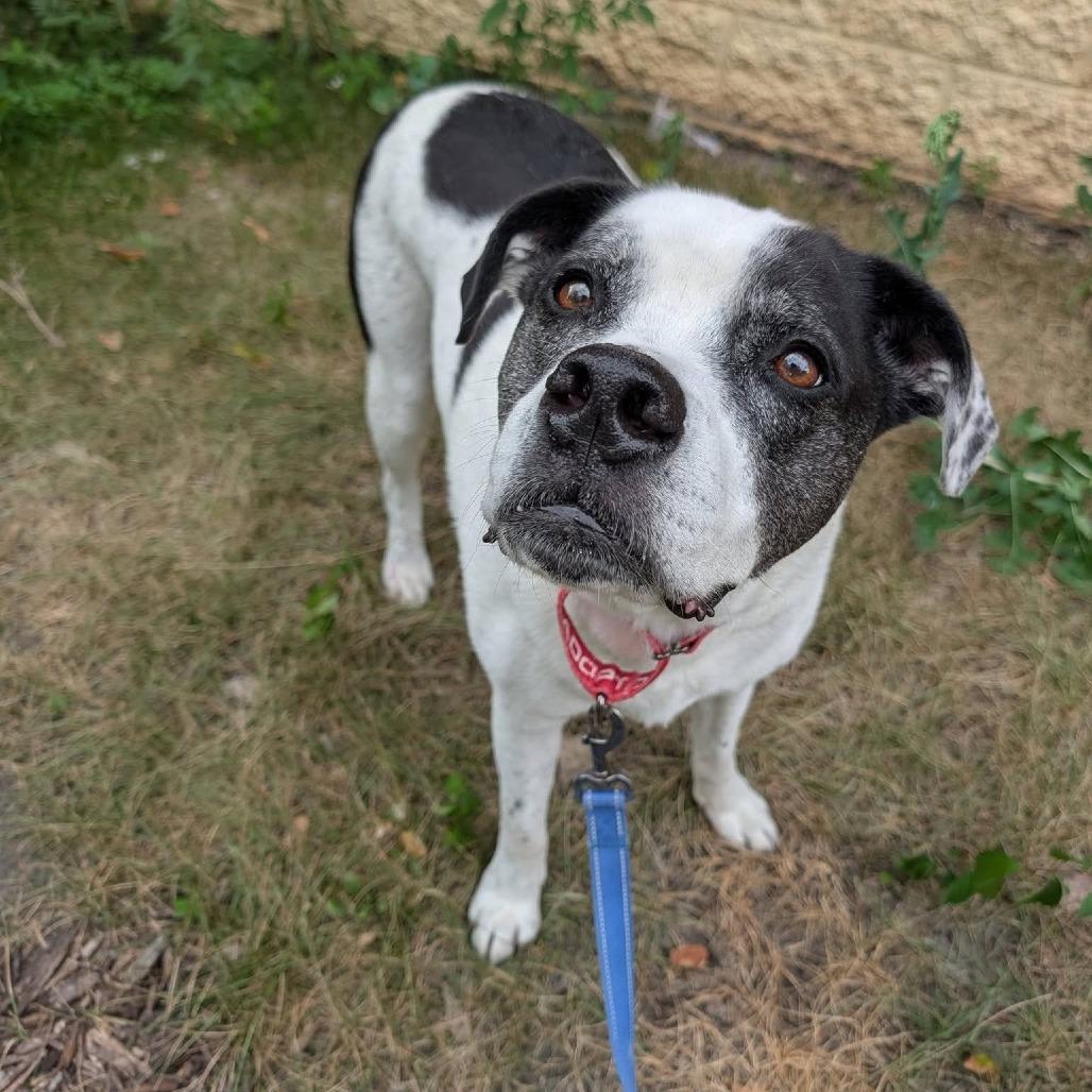 Dudley, Adoptable, Adult Male English Bulldog & Labrador Retriever.