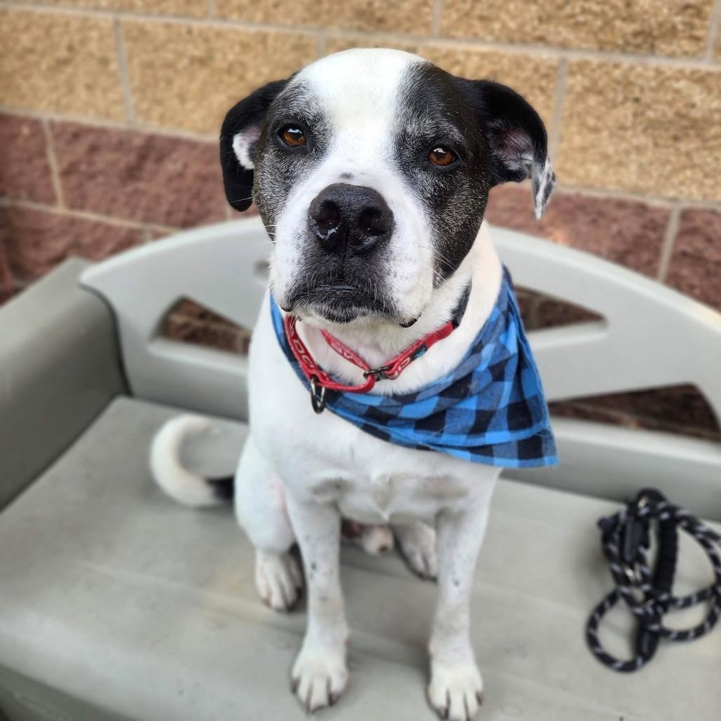 Enlarge Dudley, a Adoptable mixed breed in Rochester, MN image 2/2