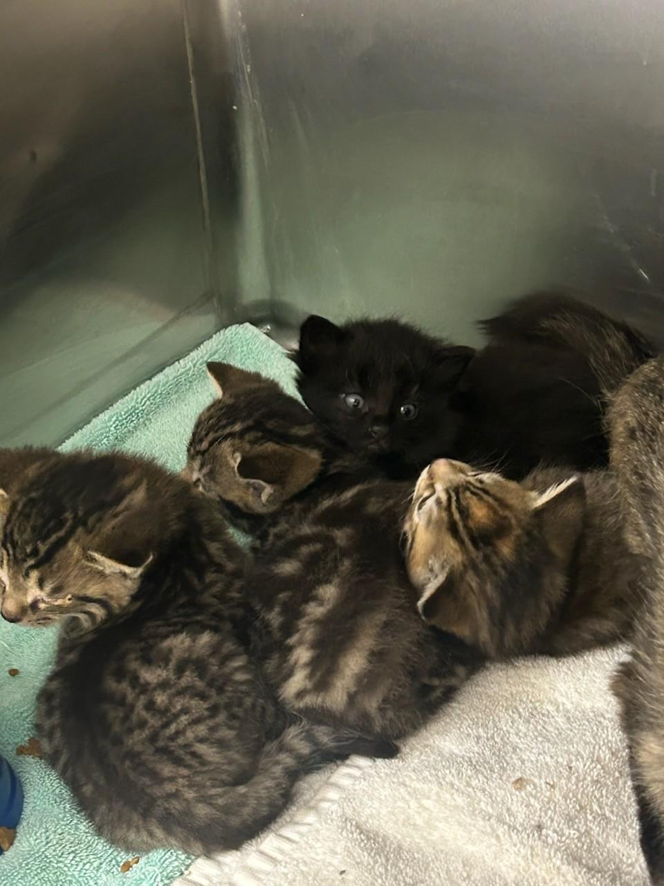 MS. Claws & Her4LittleElves (Rescue Only) , a ADOPTABLE mixed breed in Rocky Mount, NC image 1/3