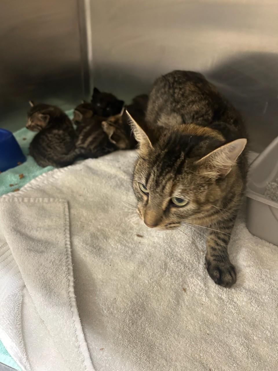 MS. Claws & Her4LittleElves (Rescue Only) , a ADOPTABLE mixed breed in Rocky Mount, NC image 2/3