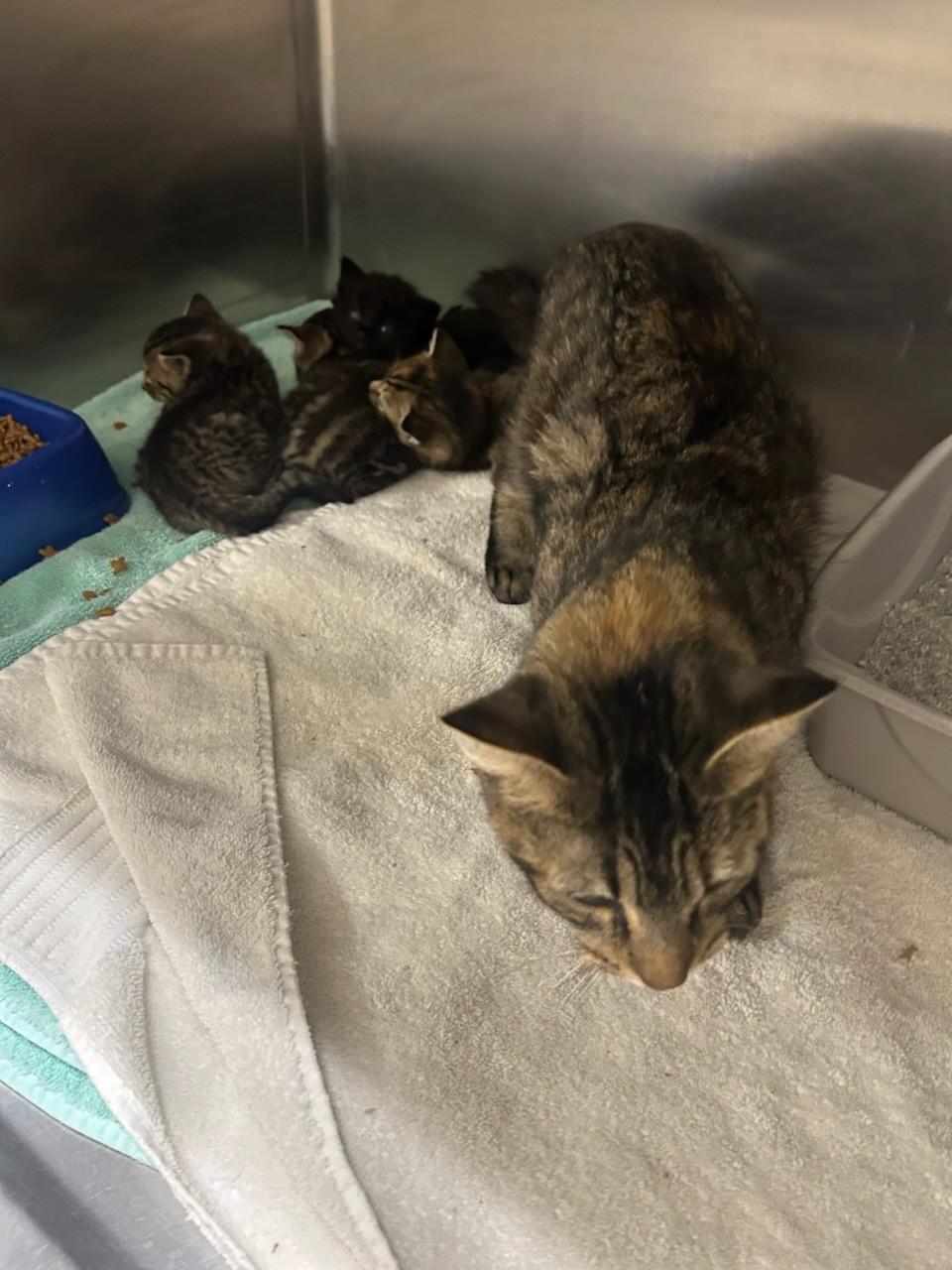 MS. Claws & Her4LittleElves (Rescue Only) , a ADOPTABLE mixed breed in Rocky Mount, NC image 3/3