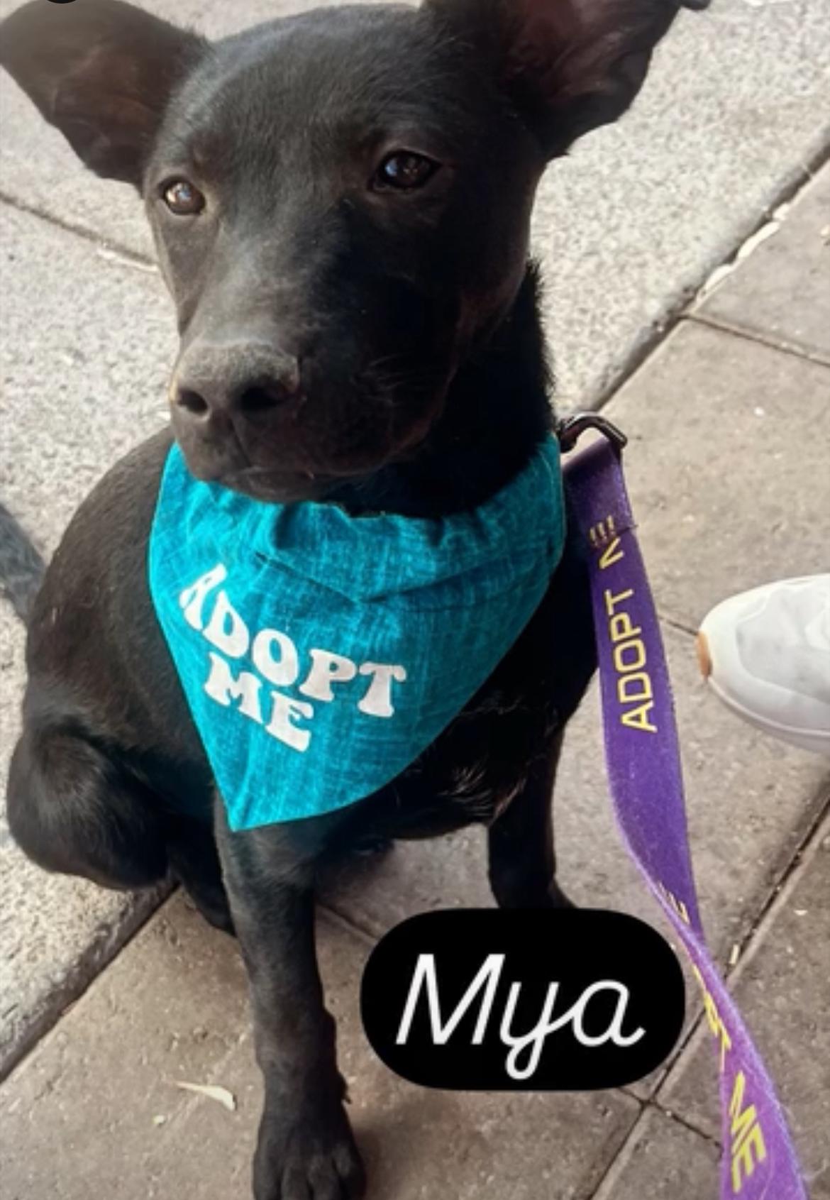 Enlarge Mya, a Adoptable mixed breed in Gilbert, AZ image 3/3