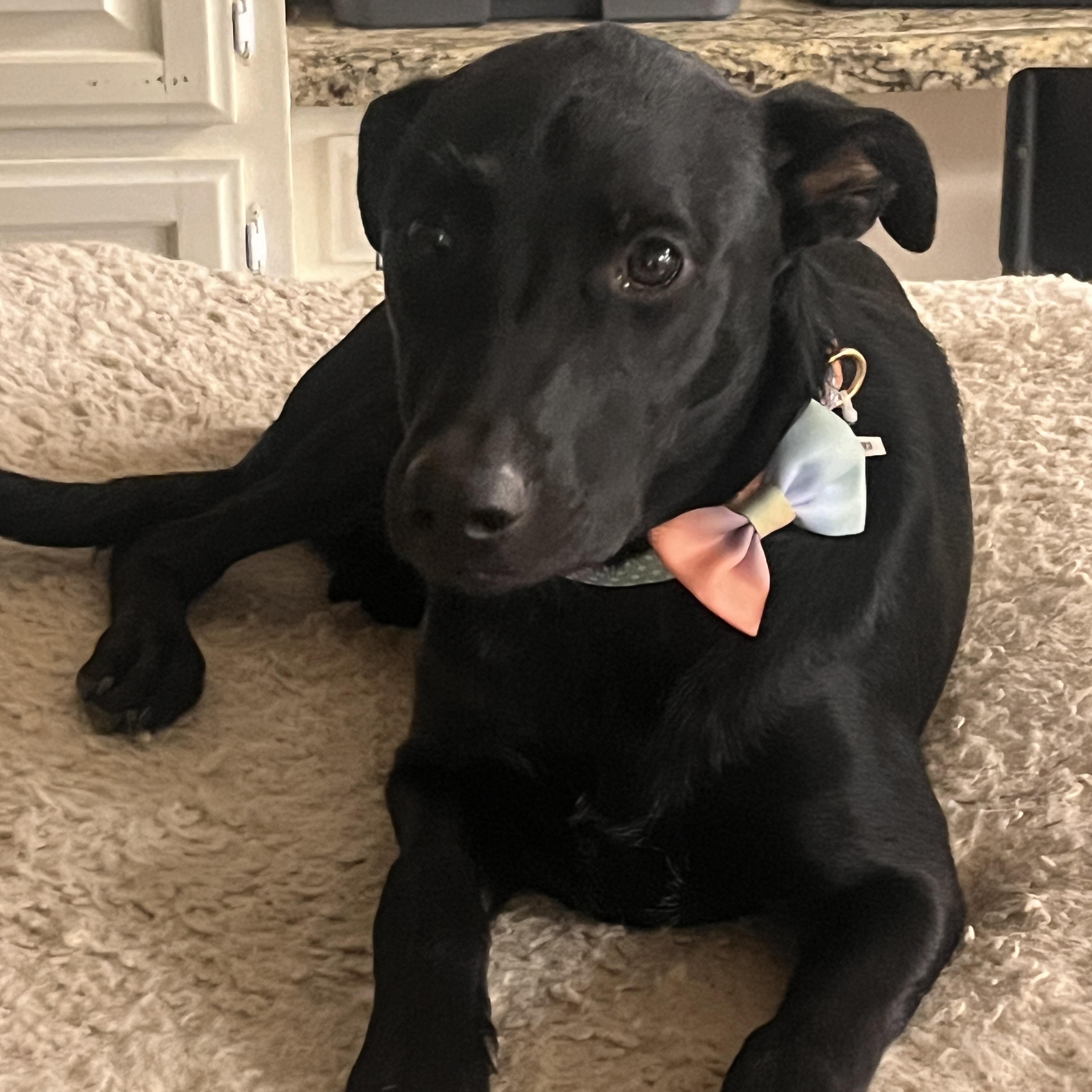 Enlarge Mya, a Adoptable mixed breed in Gilbert, AZ image 2/3