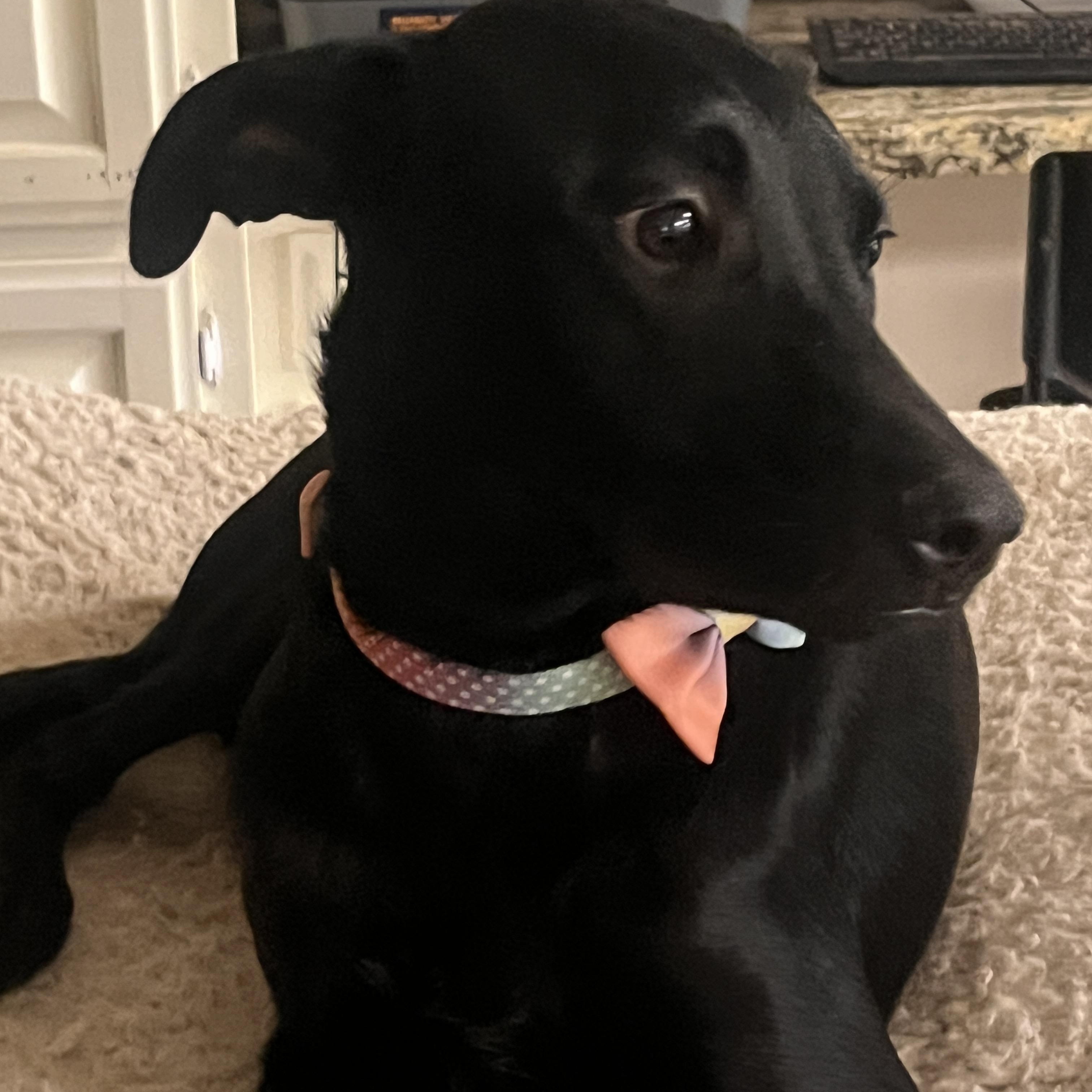 Mya, Adoptable, Young Female Australian Kelpie & Black Labrador Retriever.