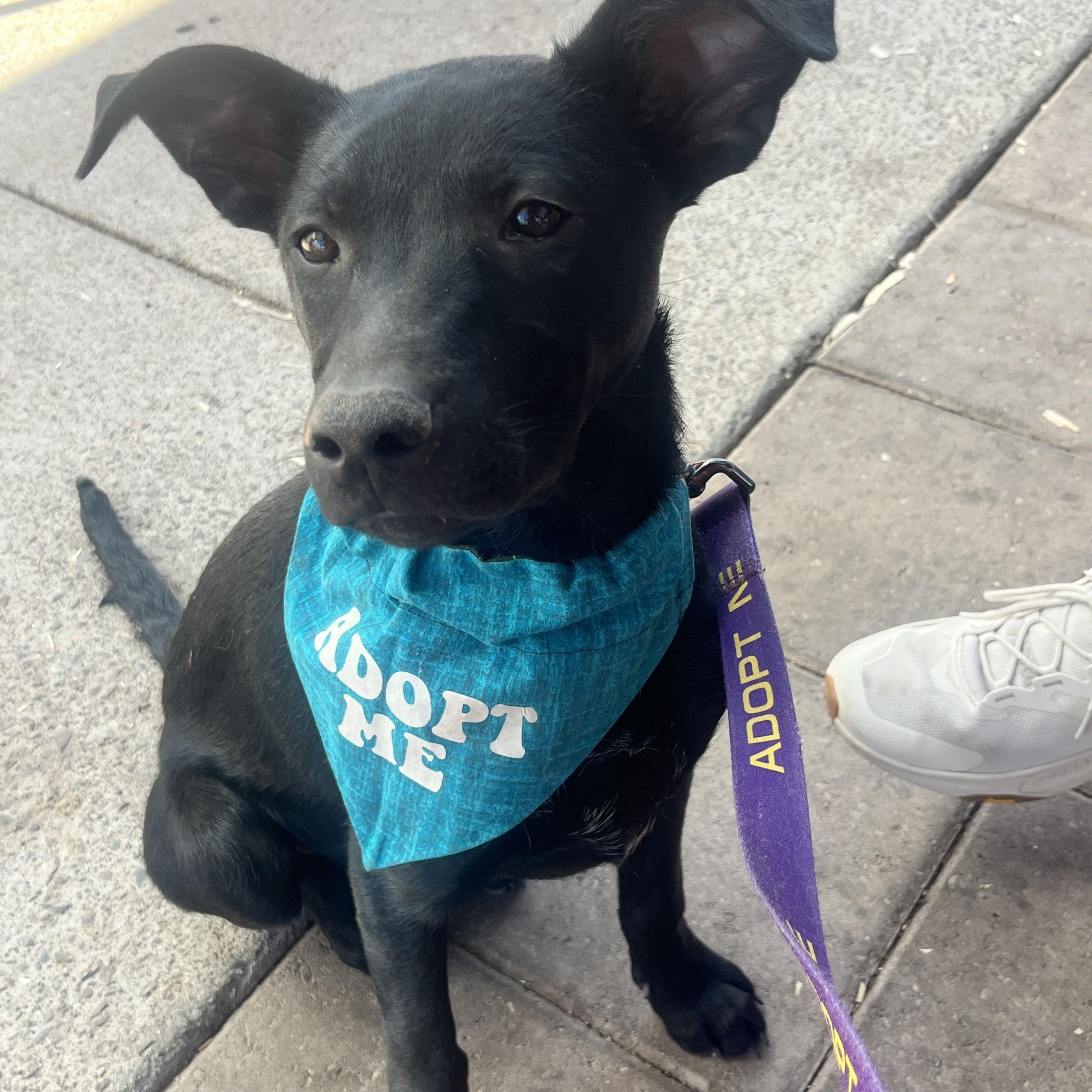 Mya, Young Female Black Labrador Retriever